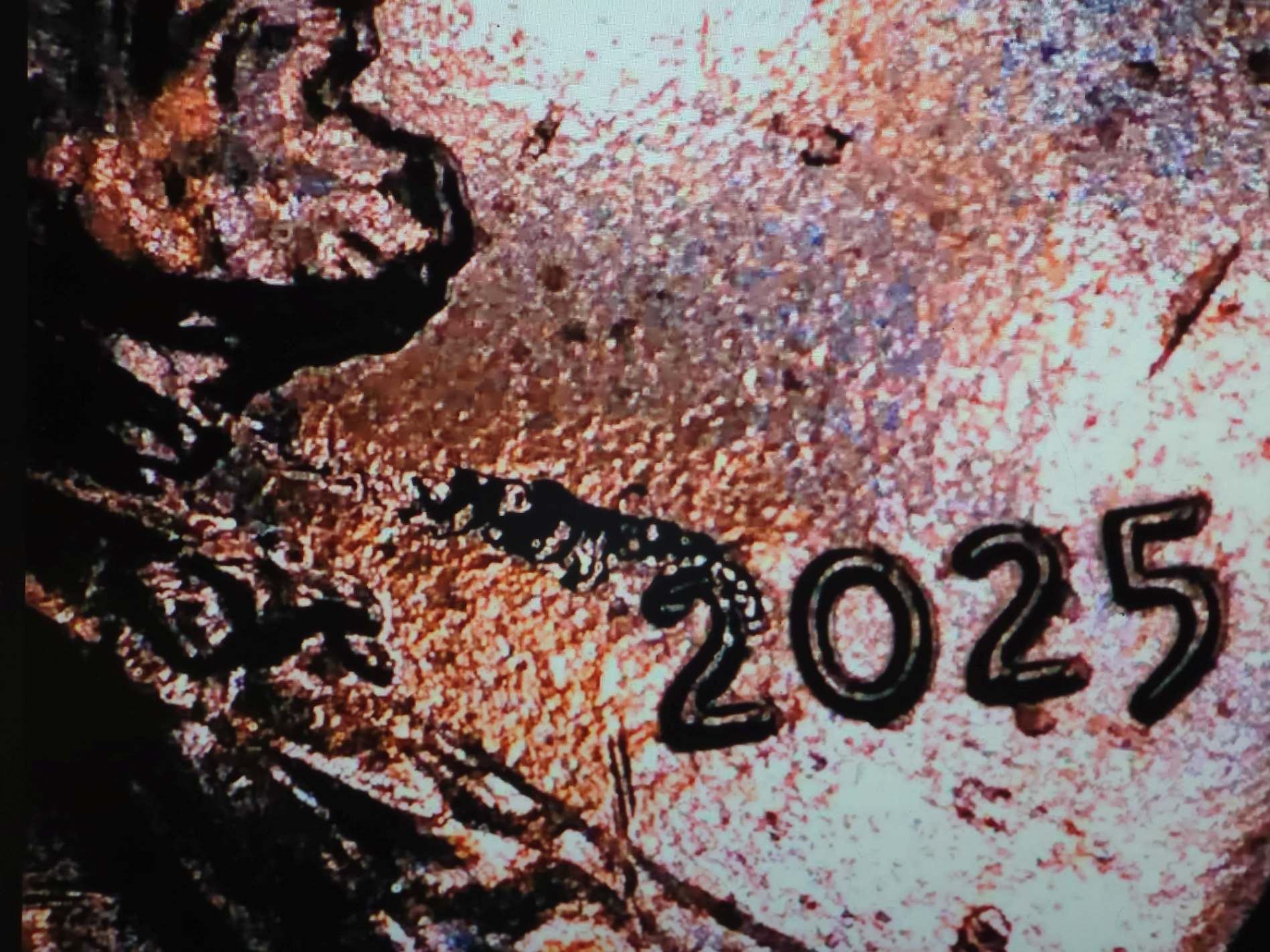 2025-P-Penny-From-New-Roll-With-What-I-Think-Are-Cud-Errors.-I-Have-More-Than-1-Of-These.